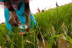 Feature article: Reducing risks from pesticides by empowering rural women